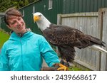 PORTRAIT: Excited visitor at falconry center holds a magnificent bald eagle. Young lady has an authentic and memorable experience with a wild bird of prey while travelling and exploring Scotland.