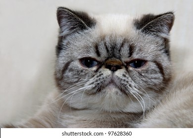 Exotic Shorthair Images Stock Photos Vectors Shutterstock