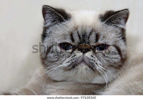 Portrait Exotic Shorthair Cat Extraordinary Look Stock Photo Edit