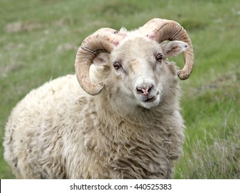 A portrait of an expressive female sheep grazing in Iceland
