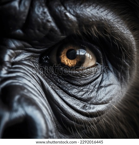Portrait of an eye gorilla close-up