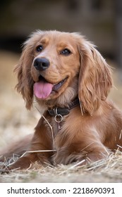 Portrait And F A Golden Working Spaniel. Female Dog Laying Down On Straw. Happy Dog.