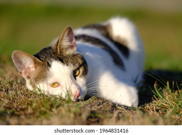 Portrait Of A Fabulous Cat In A Very Nice Attitude