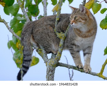 Portrait Of A Fabulous Cat In A Very Nice Attitude