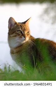 Portrait Of A Fabulous Cat In A Very Nice Attitude