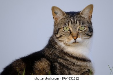 Portrait Of A Fabulous Cat In A Very Nice Attitude