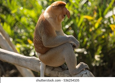 Big Nose Monkey Images, Stock Photos & Vectors | Shutterstock