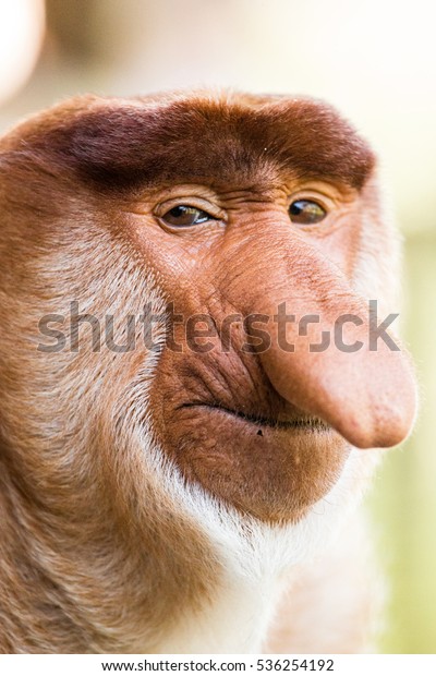 Portrait Fabulous Longnosed Monkey Borneo Malaysia Stock Photo (Edit ...