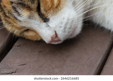 Portrait of the face of a soundly sleeping calico cat. Close-up of pink nose, whiskers and closed eyes of a sleeping cat. Selective focus - Powered by Shutterstock - Get 15% off with code: PIKWIZARD15