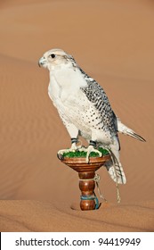 Portrait Of A Falcon Or Bird Of Prey In Desert