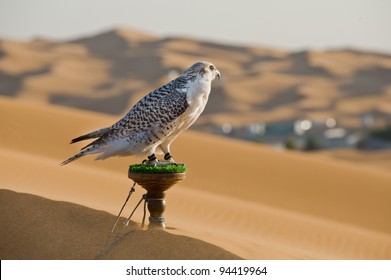 Portrait Of A Falcon Or Bird Of Prey In Desert