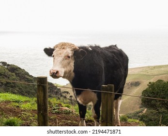 Portrait Of A Farm Animal Close Up Of Cattle Beast.