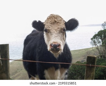 Portrait Of A Farm Animal Close Up Of Cattle Beast.