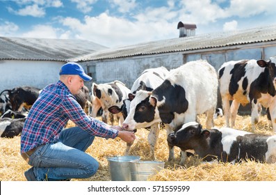 Portrait Of Farmer Feeding Cows In Farm