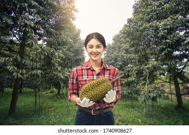 Portrait Farmer Female Wearing Gloves Harvest Holding Durian In Durians Orchard. Asian Woman Farmer With Durian Fruit.