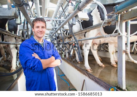 Similar – a milk cow in the pasture looks into the camera and eats a flower. organic pasture. in the background another cow. shallow depth of field. nice weather