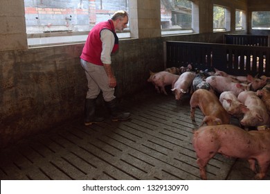 Portrait Of A Farmer On A Pig Farm