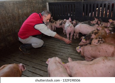 Portrait Of A Farmer On A Pig Farm