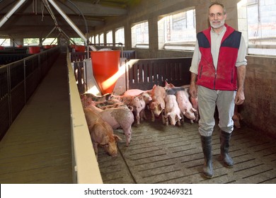 Portrait Of A Farmer On A Pig Farm