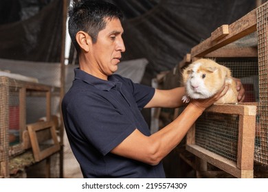 Portrait Of A Farmer Pulling A Guinea Pig Out Of A Cage On A Farm