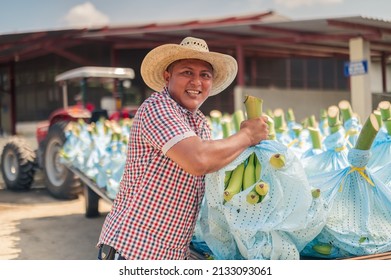 Porträt eines Bauern, der Bananen auf einen Traktor legt.