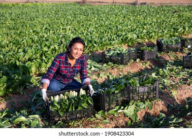 Portrait Of Farmer Woman With Chard Crop Box At Farm Field