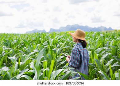 Portrait Farmer Woman Holding Mobilephone Standing In Corn Fields