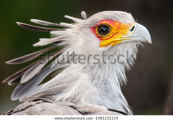 Portrait of the fascinating\
Secretary bird, a large predatory bird that mostly stays on the\
ground.