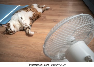 Retrato de un gato doméstico gordo y peludo que disfruta frente a un ventilador doméstico durante la ola de calor en Europa. Concepto de calentamiento global y bienestar animal
