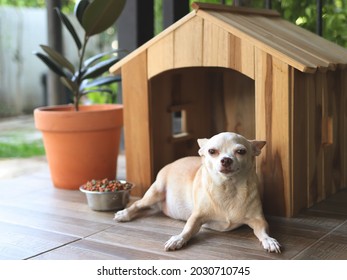 Portrait of fat brown short hair chihuahua dog lying down in front of wooden doghouse in balcony with dog food bowl and house plant pot.