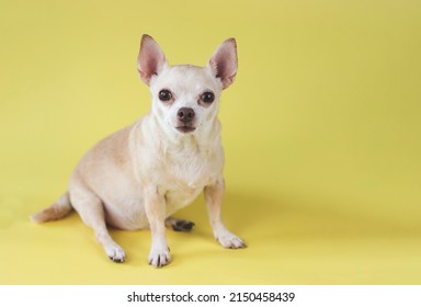 Portrait  of fat brown  short hair chihuahua dog, sitting on yellow  background with copy space, looking at camera, isolated.