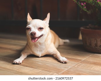 Portrait of fat brown short hair Chihuahua dog, lying down on balcony floor with Cuphea hyssopifolia Kunth in flower pot, smiling happily with his tongue out and looking at camera.