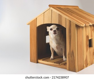 Portrait of  fat brown short hair chihuahua dog sitting  inside  wooden doghouse, looking at camera, isolated on blue background.