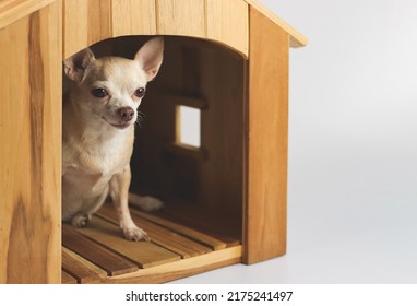 Portrait of  fat brown short hair chihuahua dog sitting  inside  wooden doghouse, isolated on white background.