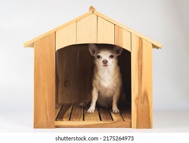 Portrait of  fat brown short hair chihuahua dog sitting  inside  wooden doghouse, isolated on white background.