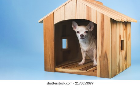Portrait of  fat brown short hair chihuahua dog sitting  inside  wooden doghouse, isolated on blue background.