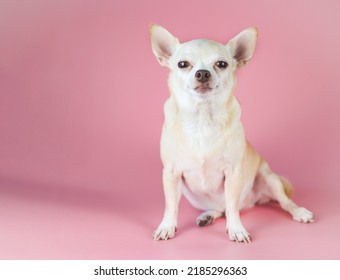 Portrait  of fat brown  short hair chihuahua dog, sitting on pink background with copy space, looking at camera, isolated.