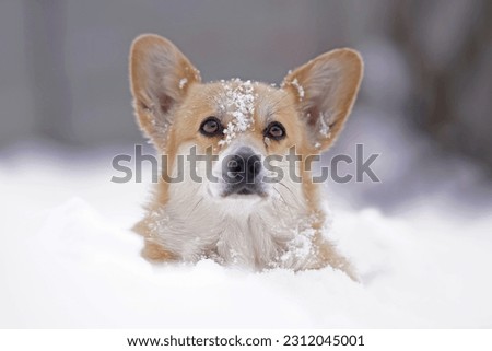 The portrait of a fawn and white Welsh Corgi Pembroke dog posing outdoors standing in a deep snow in winter