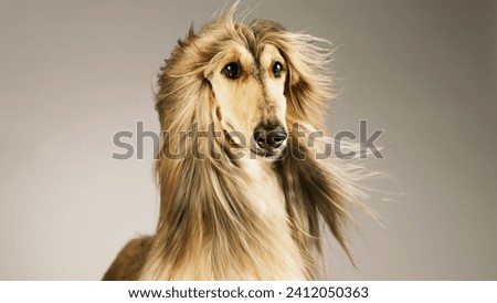 portrait of female afghan hound