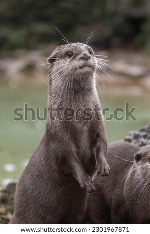 Portrait of a female Asian Small Clawed Otter