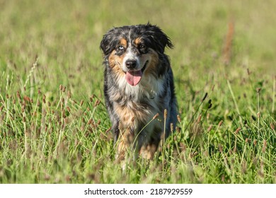 269 Australian Shepherd Profile View Images, Stock Photos & Vectors ...