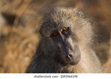 3,342 Female baboons Images, Stock Photos & Vectors | Shutterstock