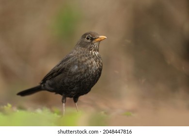 Portrait of a female blackbird standing in spring grass. Spring in the nature. common blackbird in the nature environment. Eurasian blackbird. Czech republic. Turdus merula