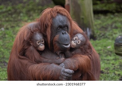 Portrait of a female Bornean Orangutan with two young