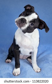 Portrait Female Boston Terrier Puppy Stock Photo 113822020 | Shutterstock