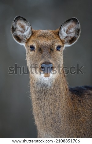 Similar – Foto Bild Bambi Tier Wildtier