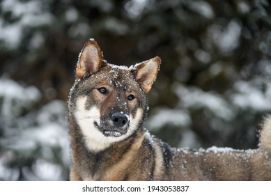 四国犬images Stock Photos Vectors Shutterstock