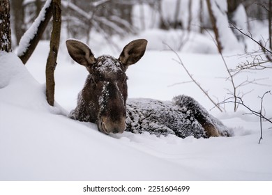 portrait of female elk covered with snow and lying in a snowdrift in winter forest in Elk Island National Park