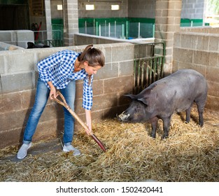 Portrait of female farmer feeding iberian pigs on farm