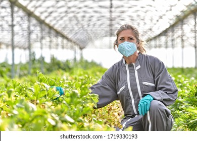 Portrait Of A Female Farmer Standing In A Greenhouse And Wearing Her Protective Mask Against Covid 19